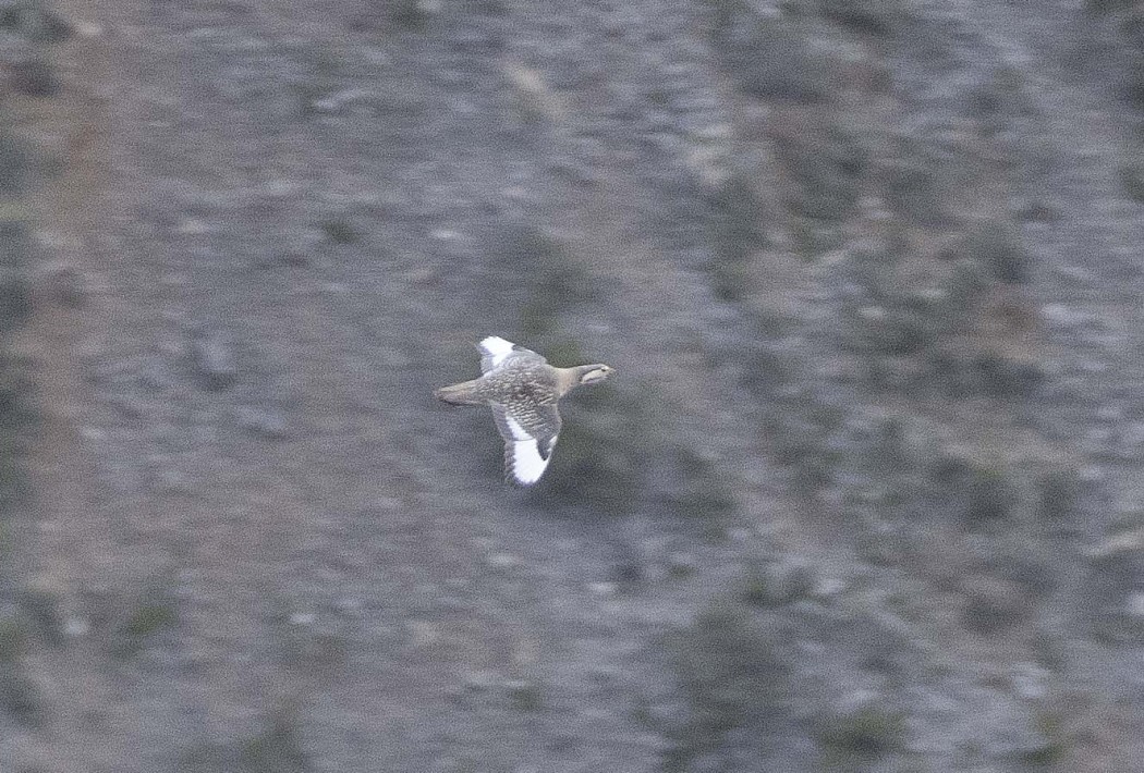 Caspian Snowcock