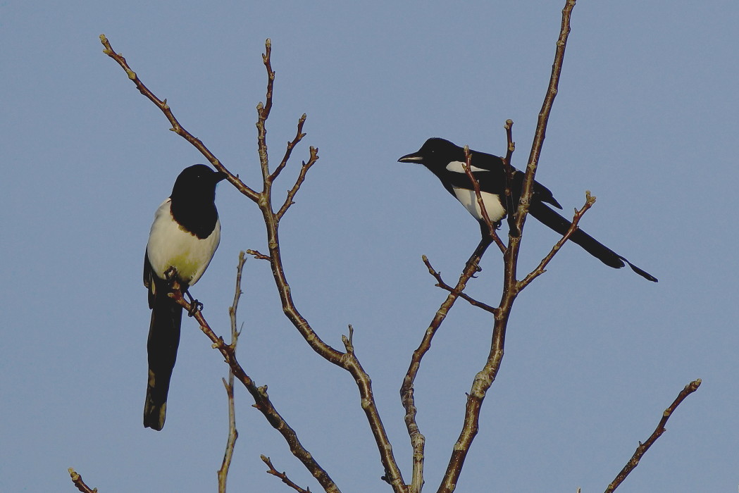 Eurasian Magpie