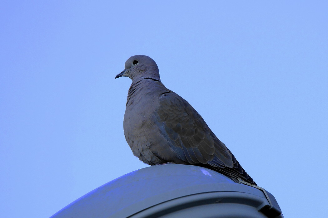 Eurasian Collared Dove