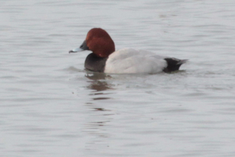Common Pochard