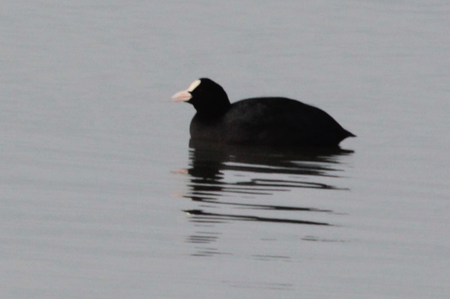 Eurasian Coot