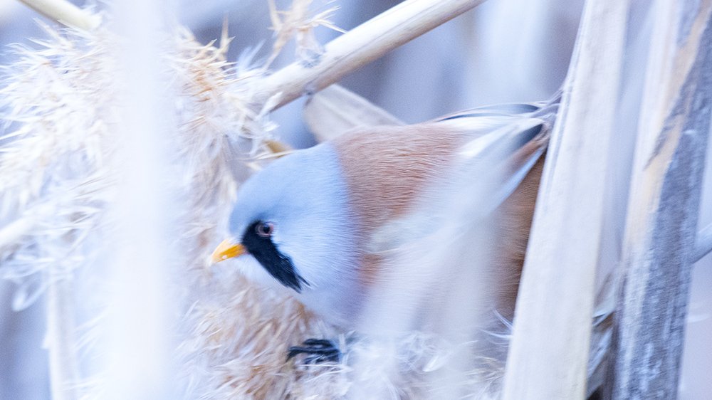 Bearded Reedling