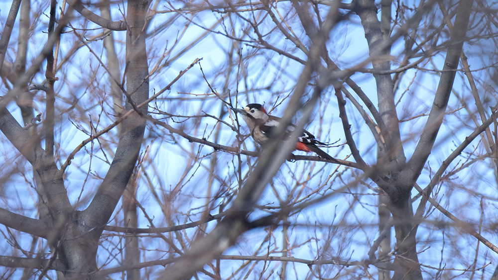Syrian Woodpecker