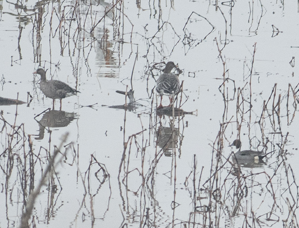 Greater White-fronted Goose