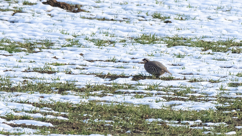 Chukar Partridge