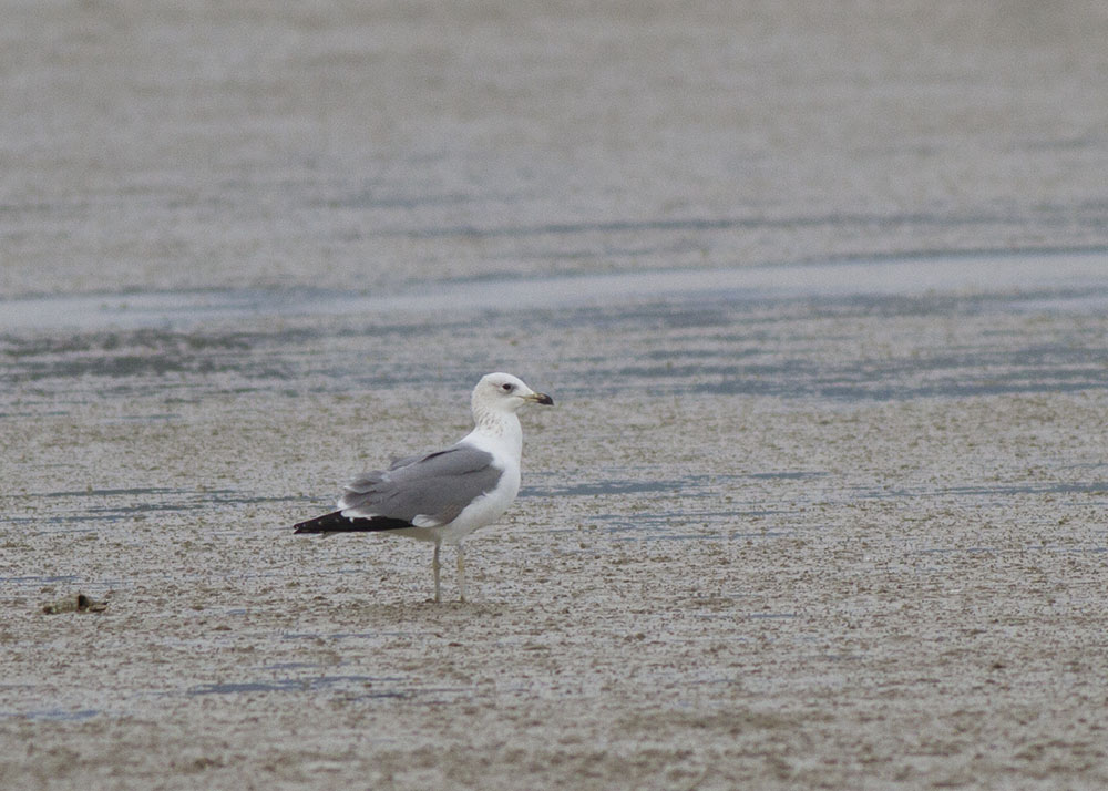 Armenian Gull