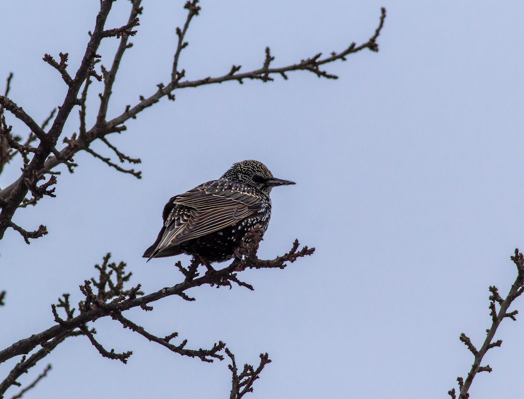 Common Starling