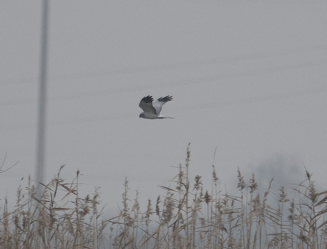 Hen Harrier