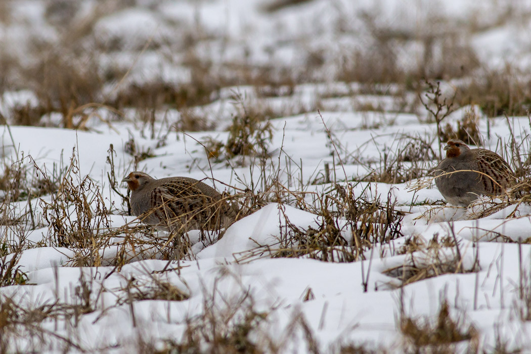 Grey Partridge