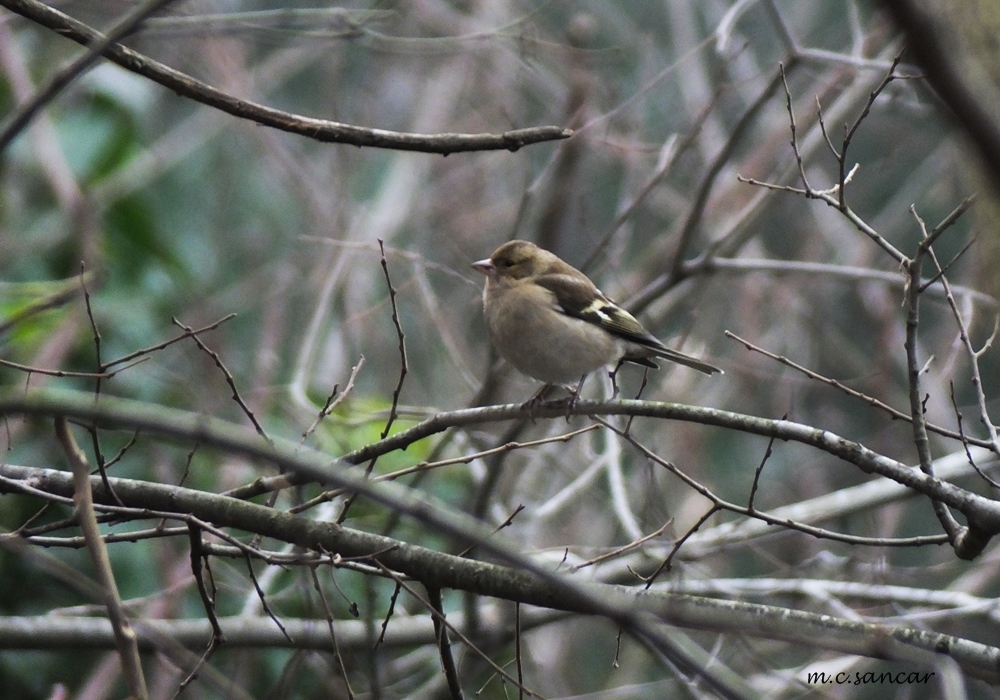 Eurasian Chaffinch