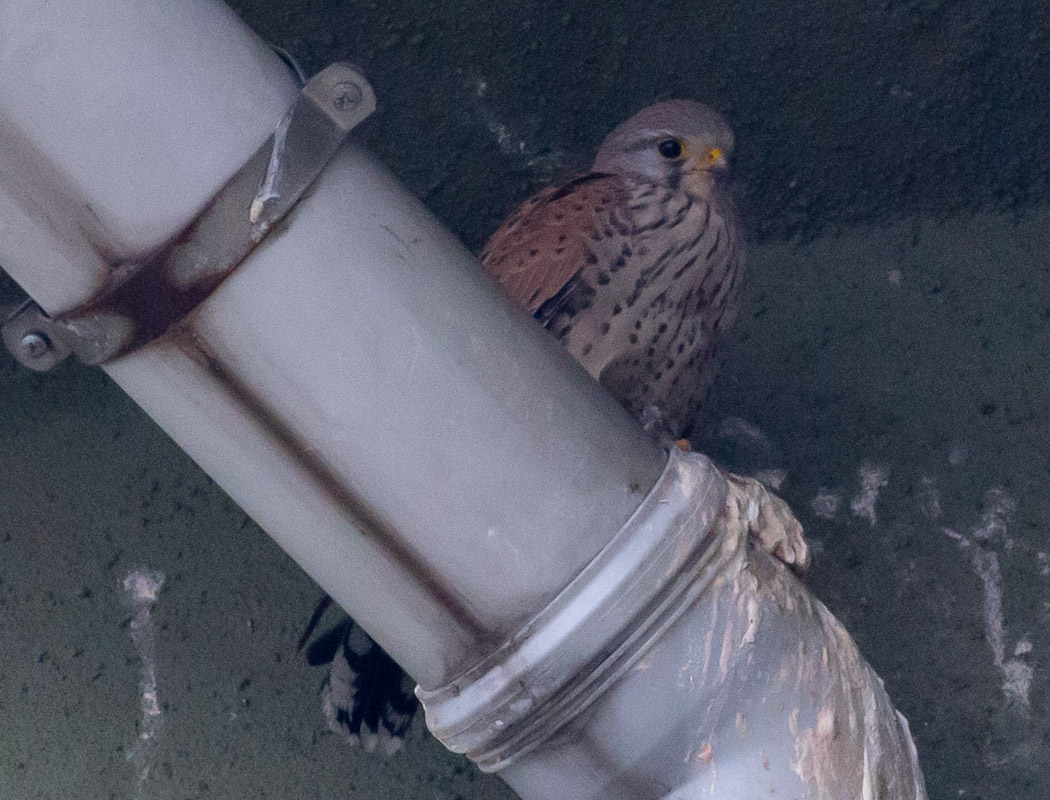 Common Kestrel