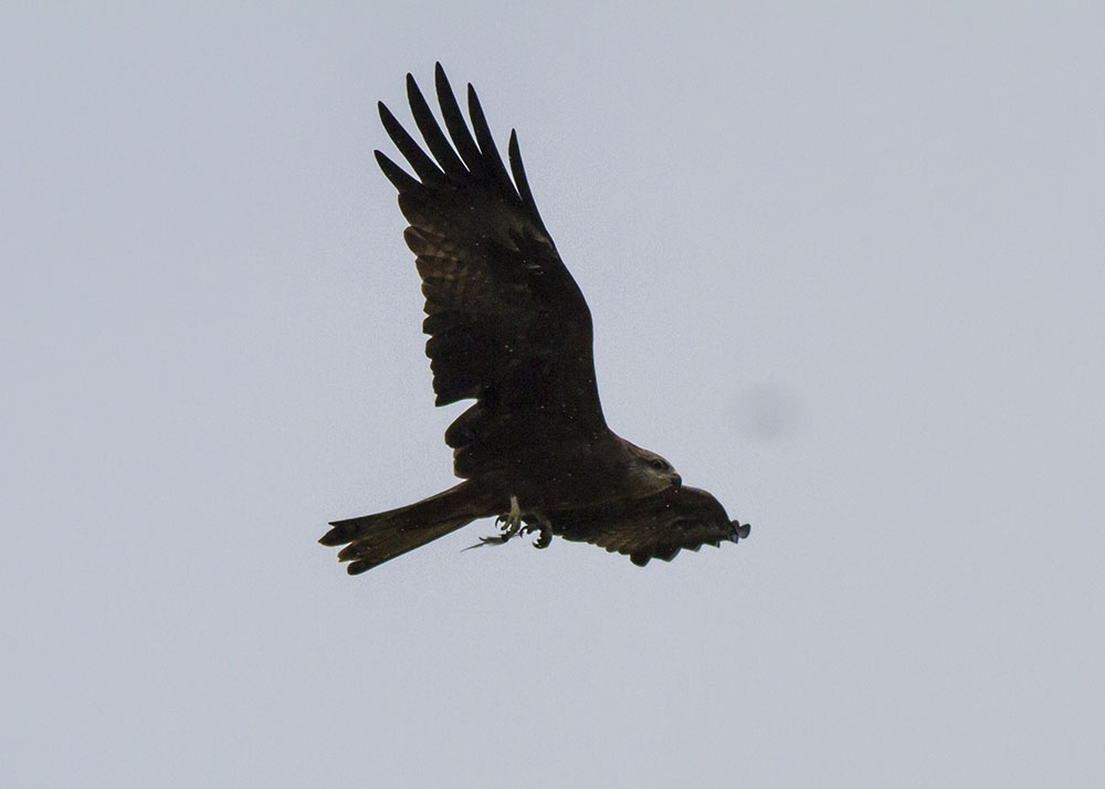 Black Kite