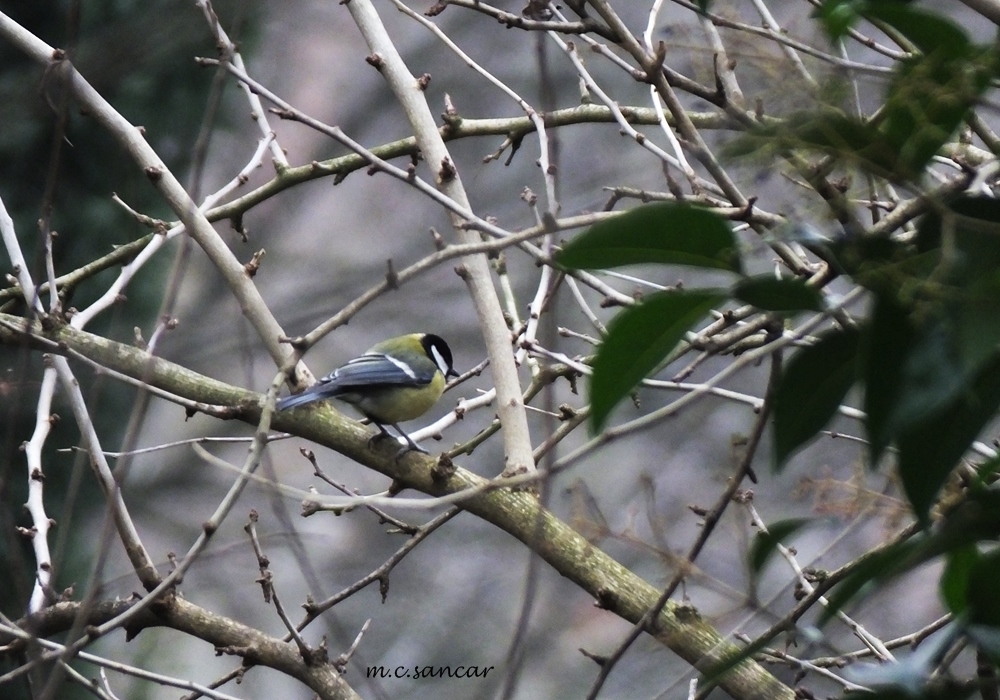 Great Tit