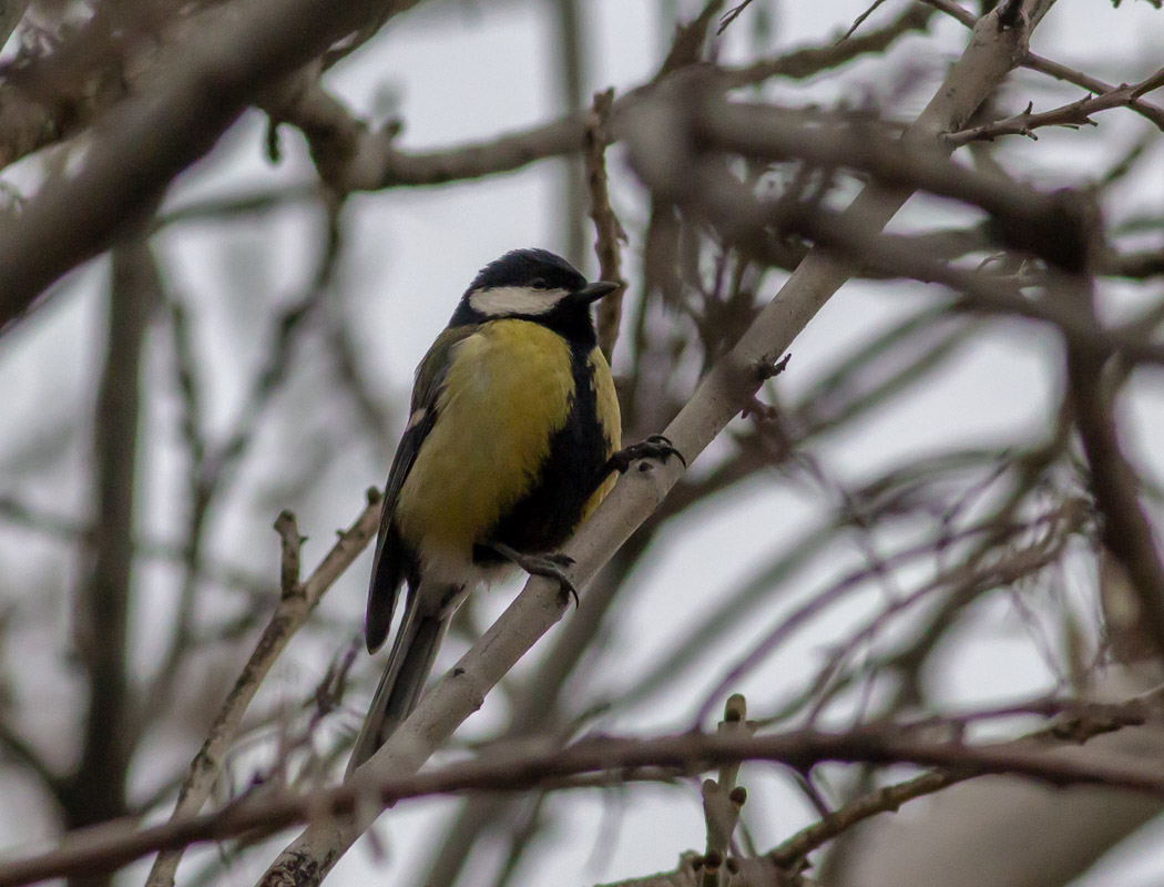 Great Tit