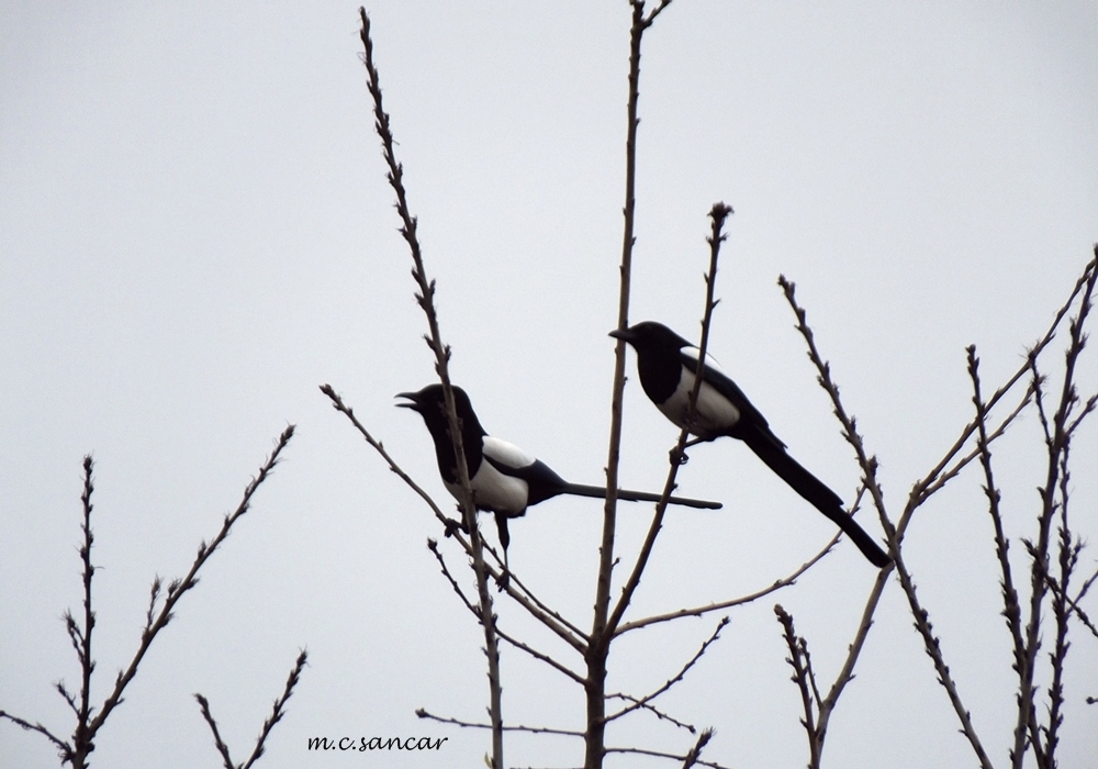 Eurasian Magpie