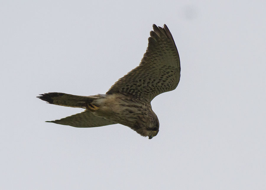 Common Kestrel