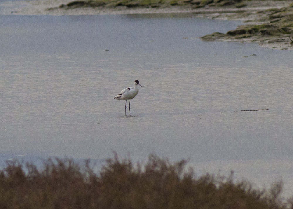 Pied Avocet