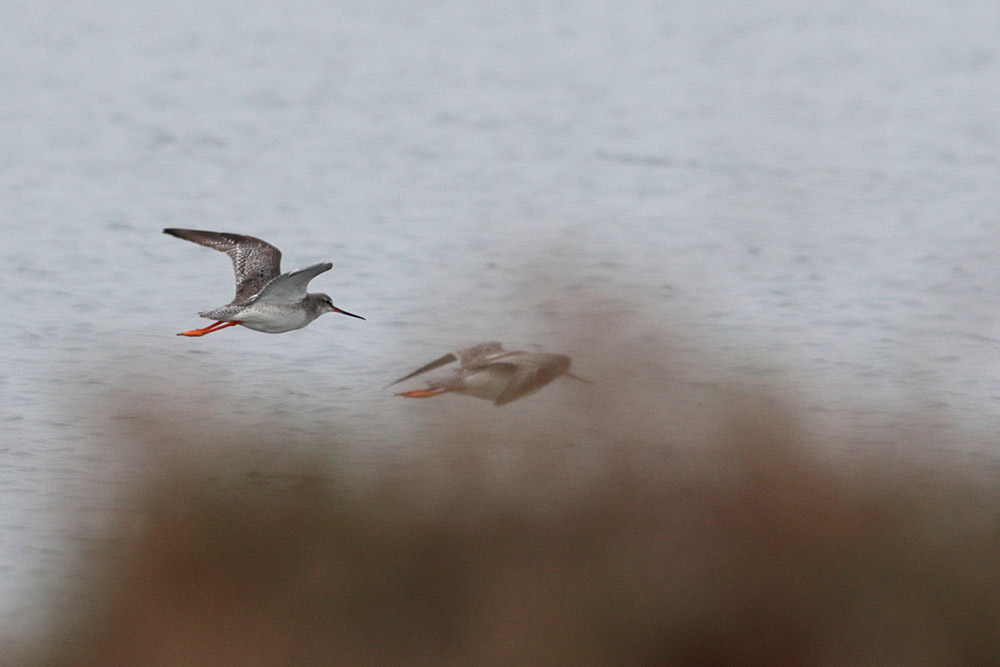 Spotted Redshank