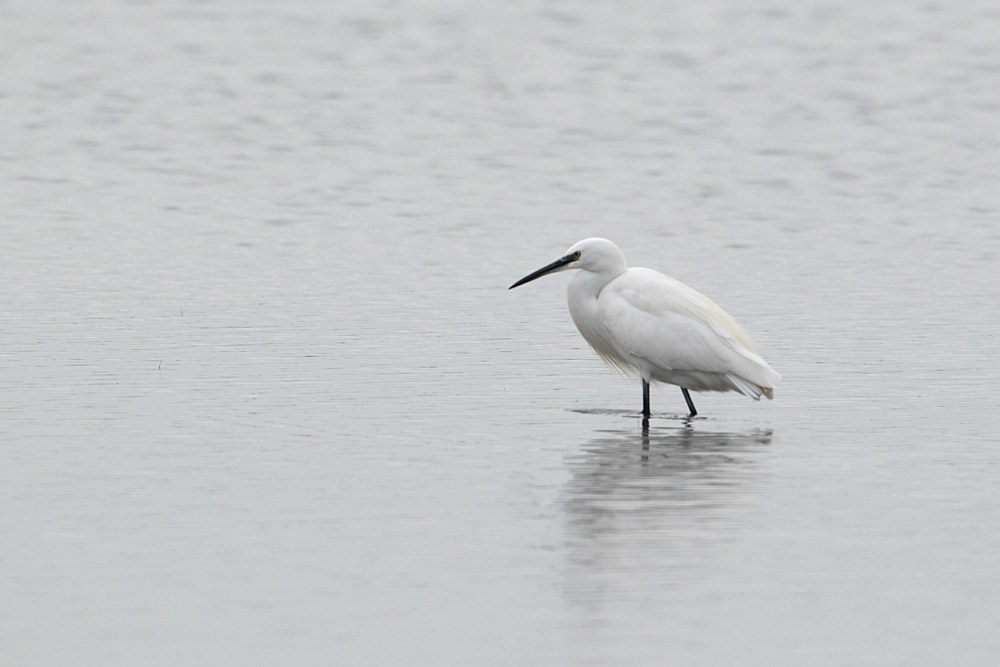 Little Egret