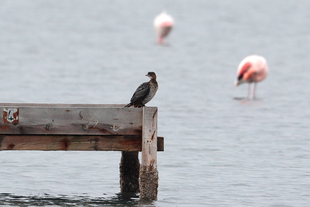 Pygmy Cormorant