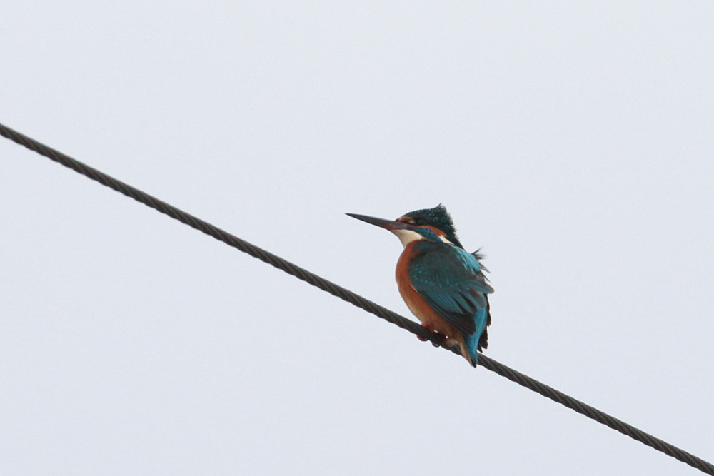 Common Kingfisher