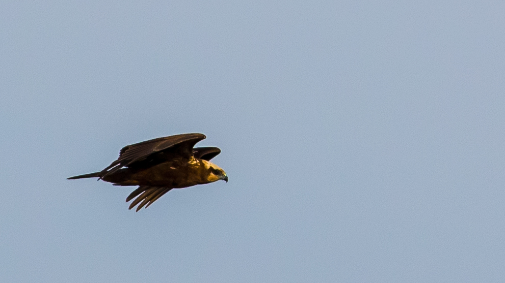 Western Marsh Harrier