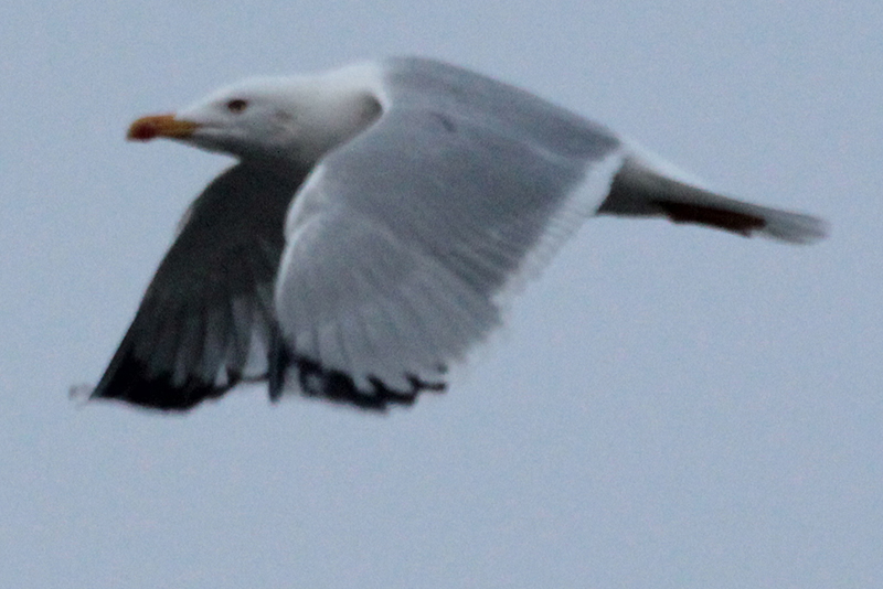 Yellow-legged Gull