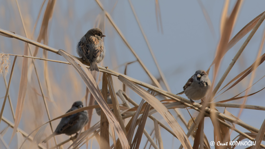 House Sparrow