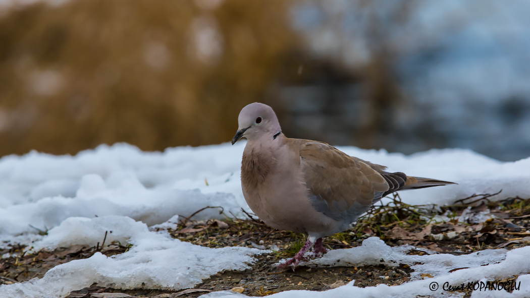 Eurasian Collared Dove