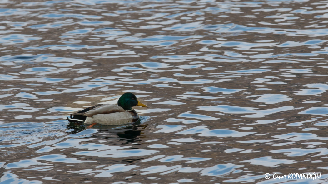 Mallard