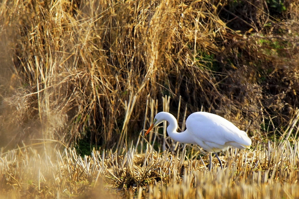 Great Egret