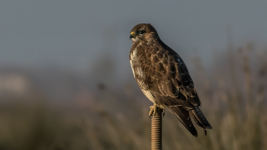 Common Buzzard