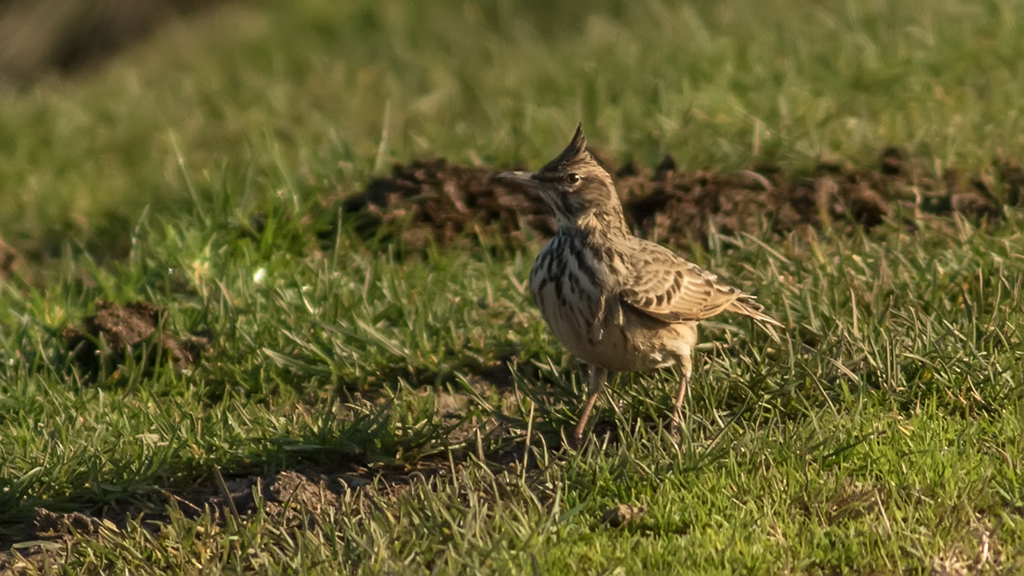 Crested Lark