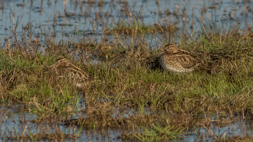 Common Snipe