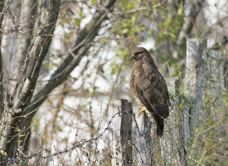 Common Buzzard