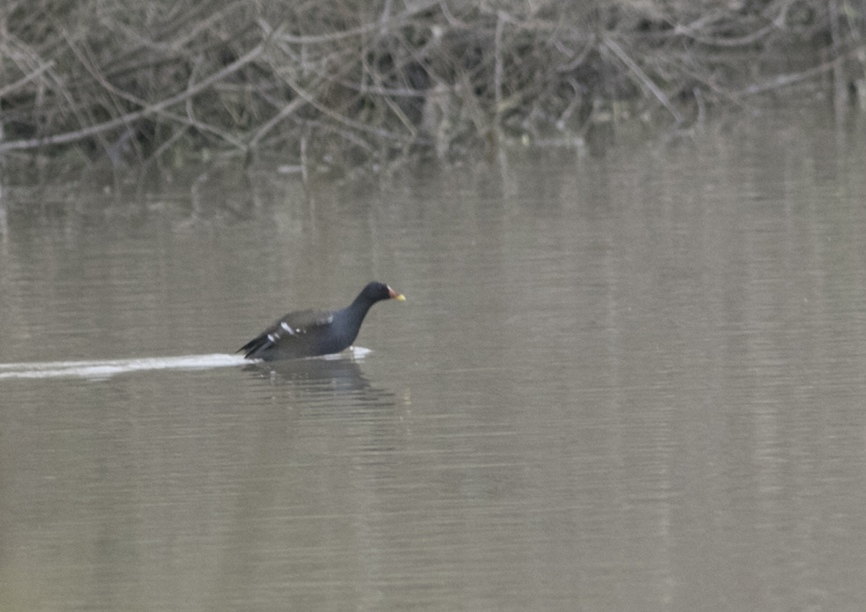 Common Moorhen