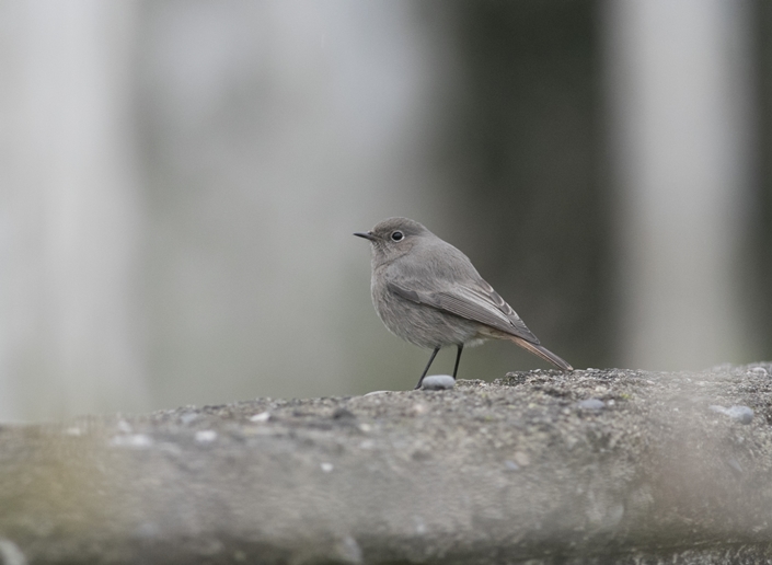 Black Redstart