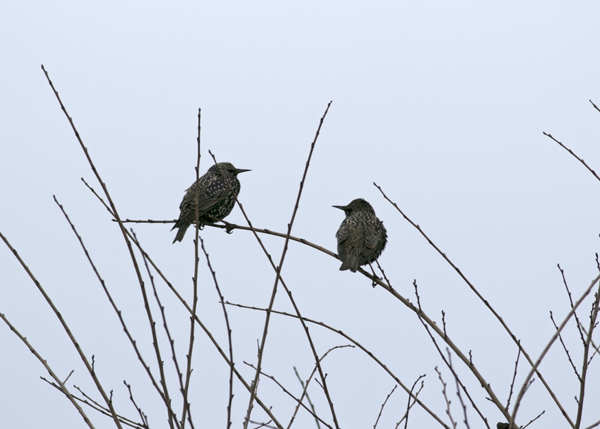 Common Starling