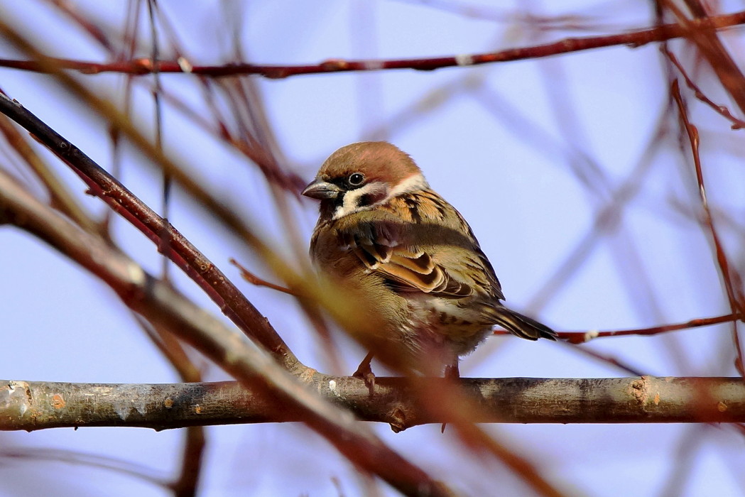 Eurasian Tree Sparrow
