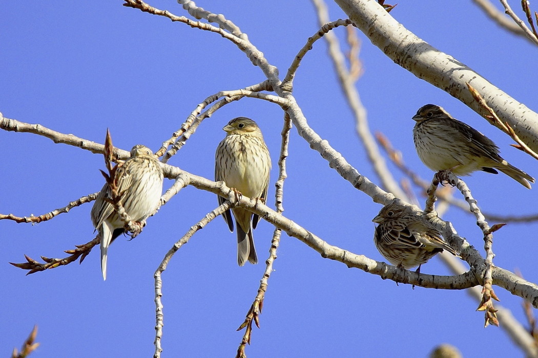 Corn Bunting