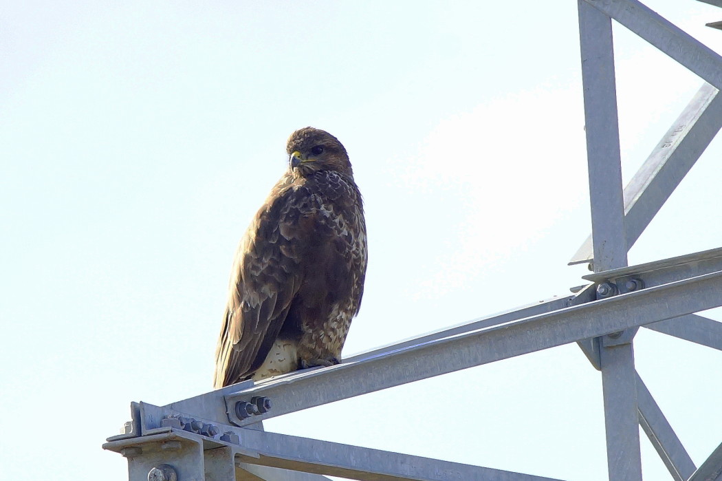 Common Buzzard
