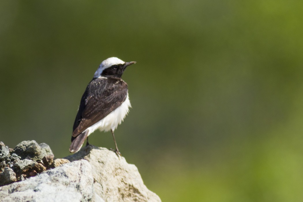 Pied Wheatear