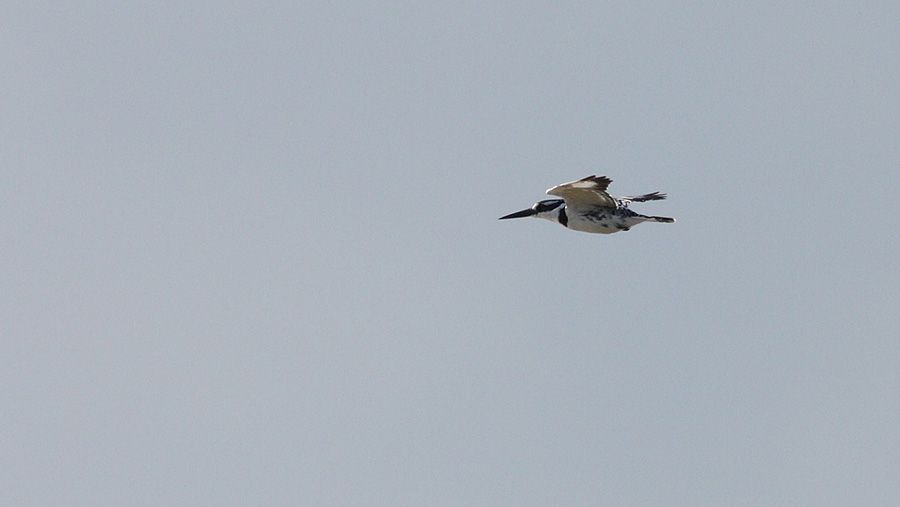 Pied Kingfisher