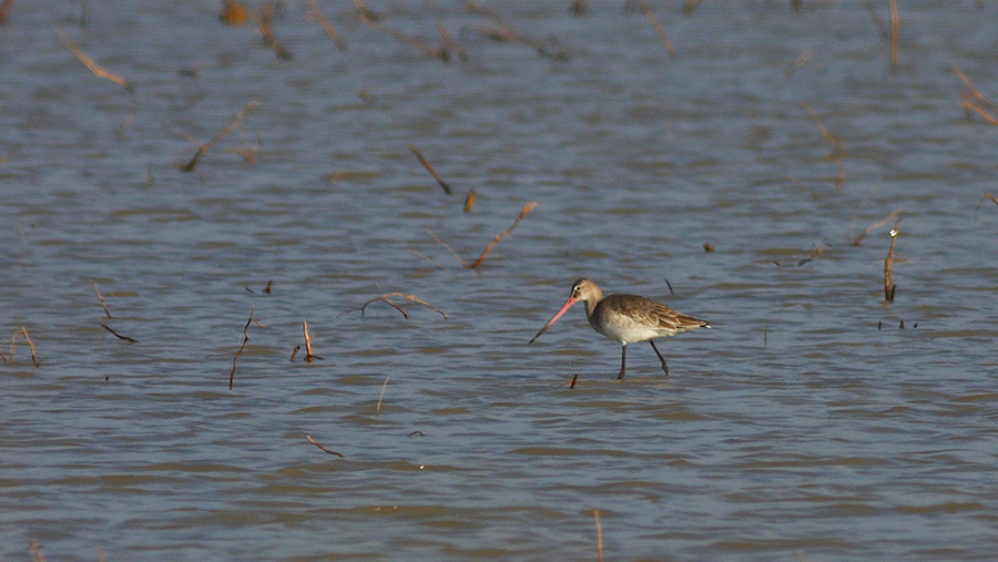 Black-tailed Godwit