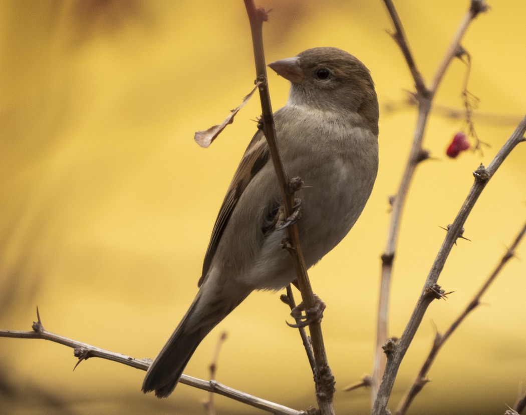 House Sparrow