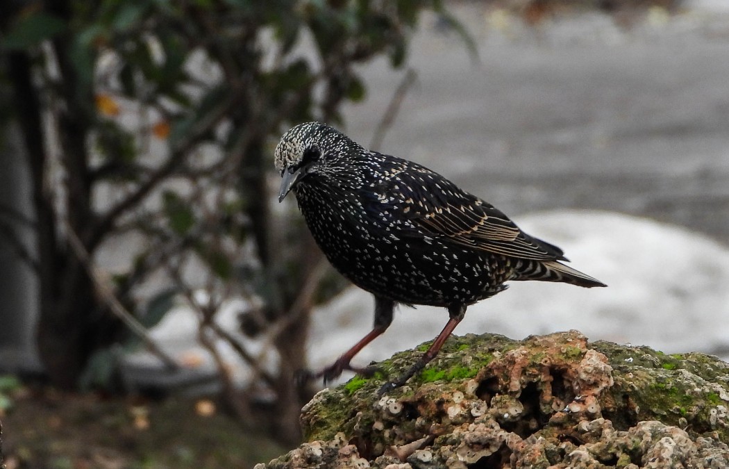 Common Starling