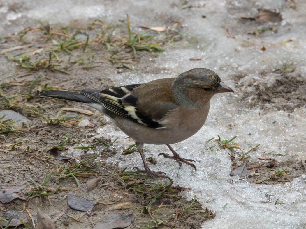 Eurasian Chaffinch