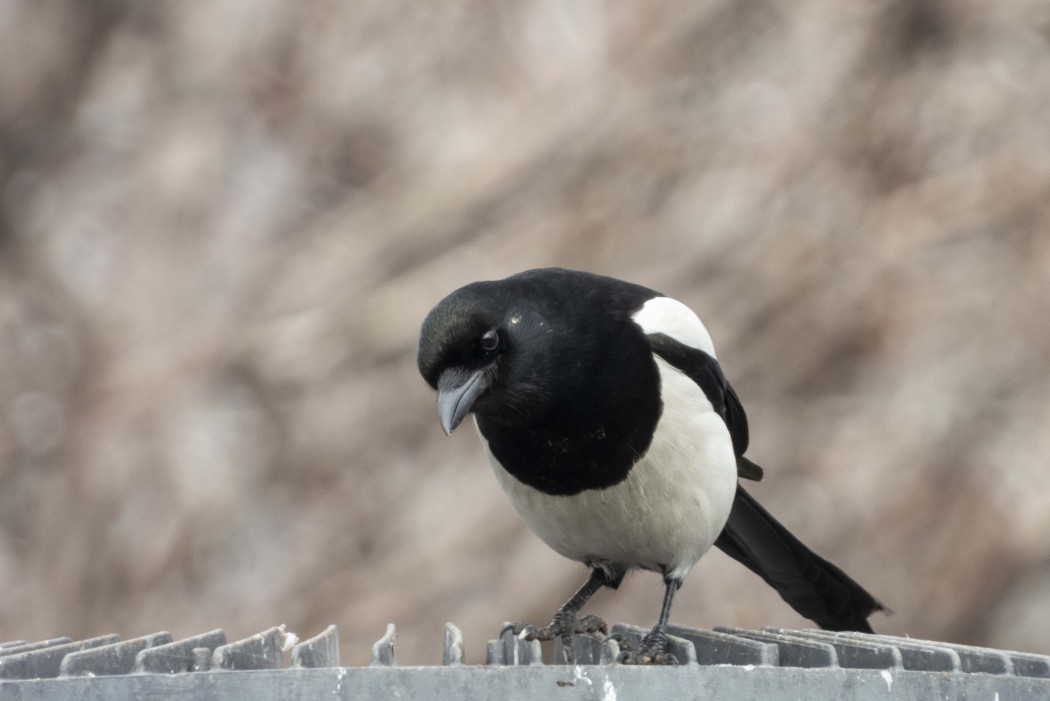 Eurasian Magpie