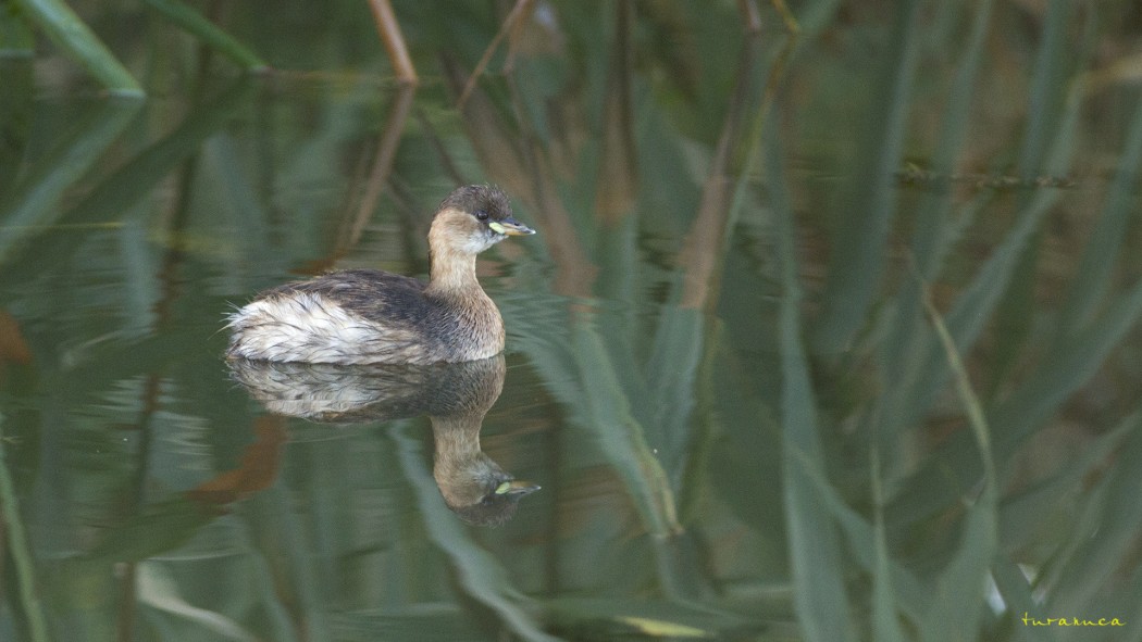 Little Grebe