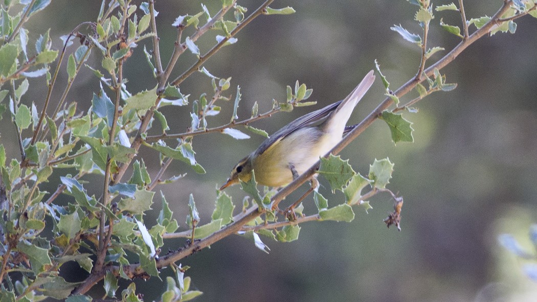 Wood Warbler
